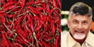 మిర్చి రైతుకు గుడ్‌న్యూస్‌