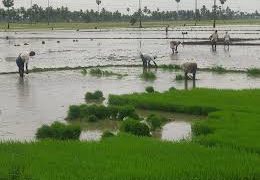 ఖరీఫ్‌.. కాస్త ముందుకు!